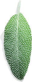 ee